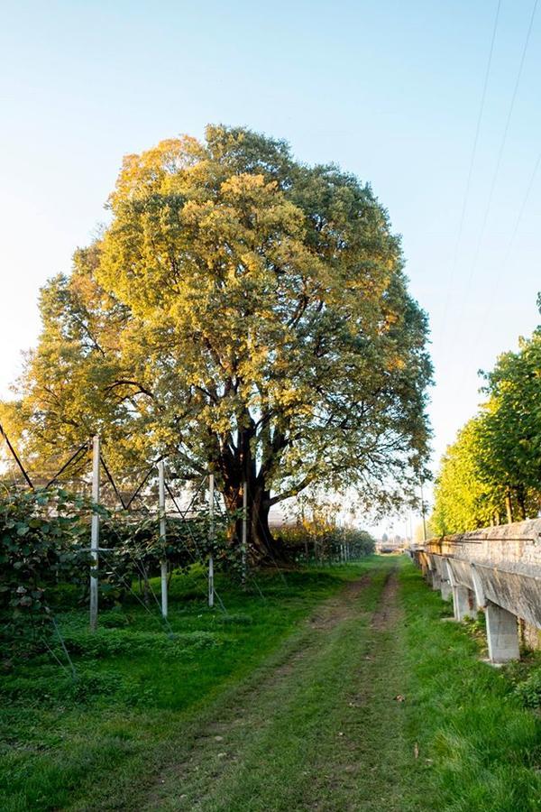 לינה וארוחת בוקר Crocetta del Montello Al Bagolaro מראה חיצוני תמונה