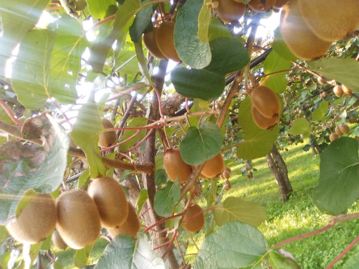 לינה וארוחת בוקר Crocetta del Montello Al Bagolaro מראה חיצוני תמונה
